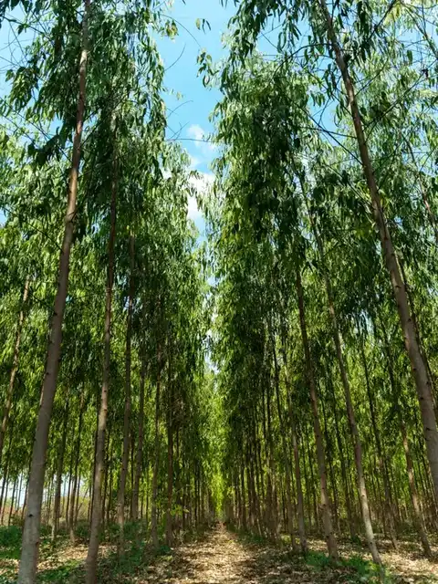 Podhigai%20Nursery