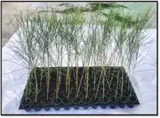 Podhigai Nursery