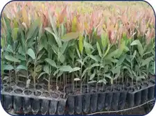 Podhigai Nursery