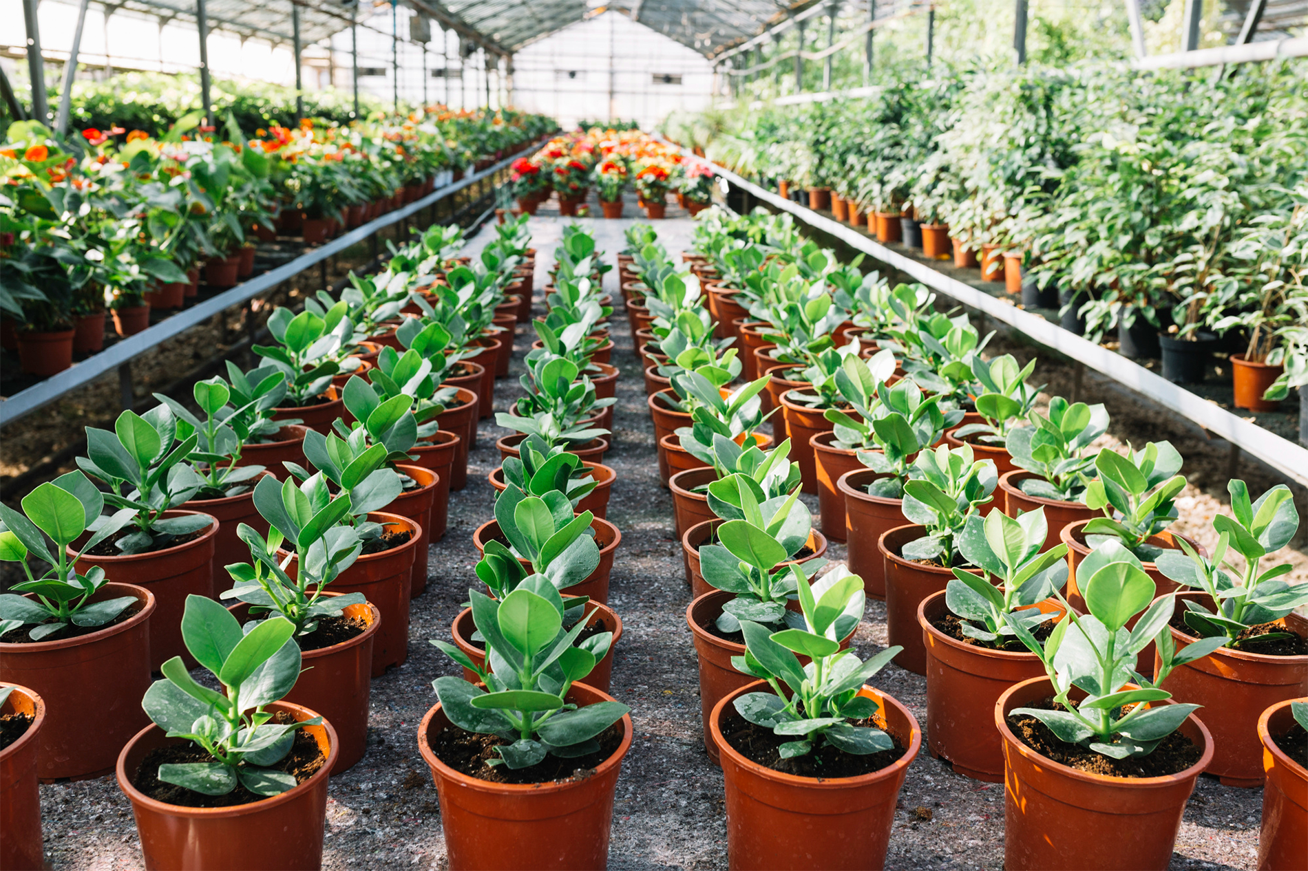 Podhigai Nursery